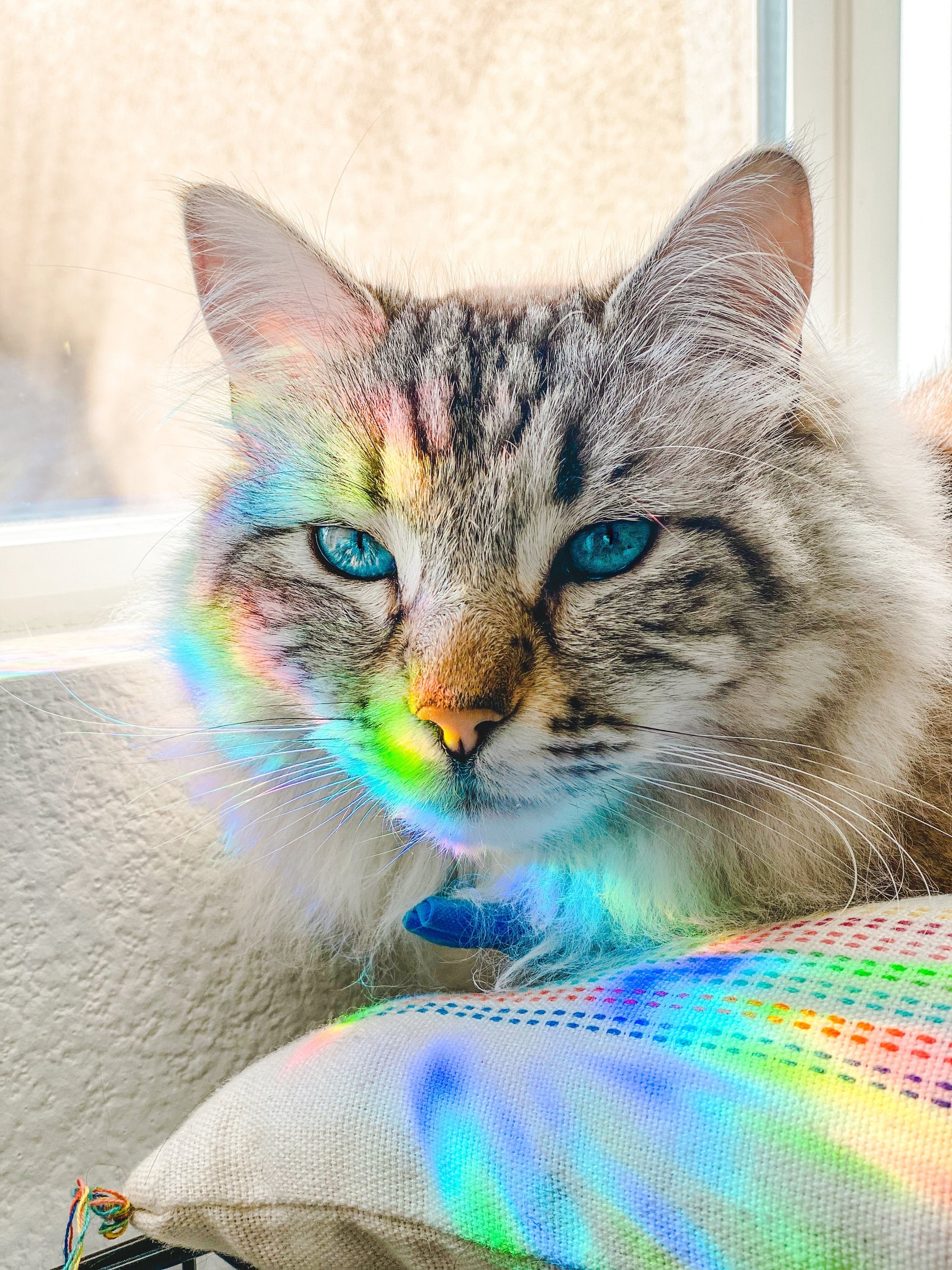 Starfall Suncatcher Sticker